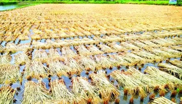 24-hour continuous rain wreaks havoc on Thakurgaon farmers