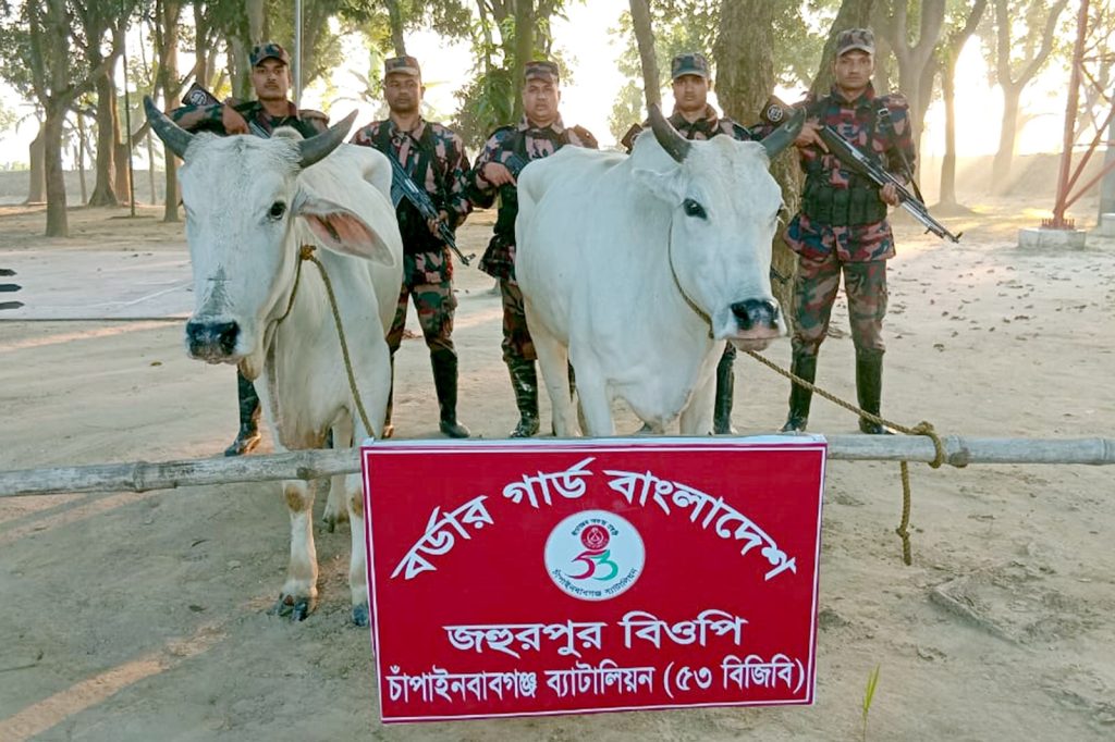 Liquor and cows seized in separate operations by Chapainawabganj Battalion (53 BGB)