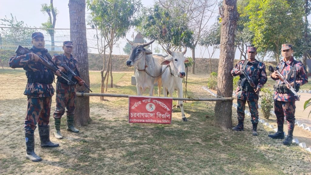 Indian drug syrup and cows seized in 53 separate BGB operations at border