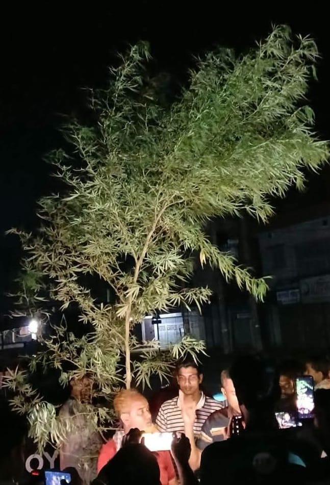 Harej Mandal arrested with 12-foot marijuana plant in Kalai